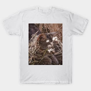 Cat T-Shirt